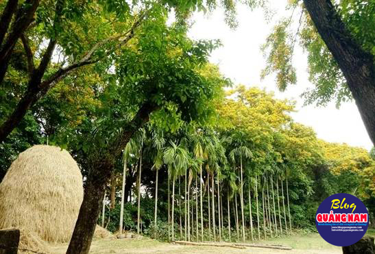Chỉ một đoạn ngắn trên đường phố, những gốc hoa sưa vàng rực làm xốn xang bao con tim, thì những ngày này dọc đường bên sông Tam Kỳ cũng đang ngập sắc hoa vàng. Chỉ một đoạn ngắn trên đường phố, những gốc hoa sưa vàng rực làm xốn xang bao con tim, thì những ngày này dọc đường bên sông Tam Kỳ cũng đang ngập sắc hoa vàng.